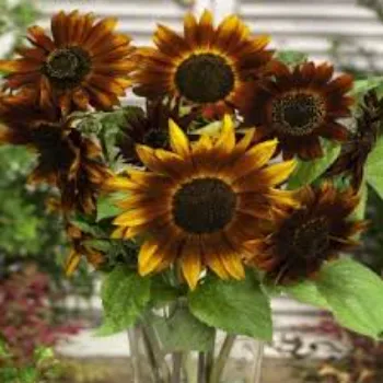 King Arali Flowers 1-arali flower-212459-98800.webp